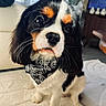 animal, bandana, black_and_white, carpet, cavalier_king_charles_spaniel, cozy, cute, dog, ears, eyes, fur, indoor, living_room, nose, pet, portrait, puppy, sitting, tricolor, whiskers
