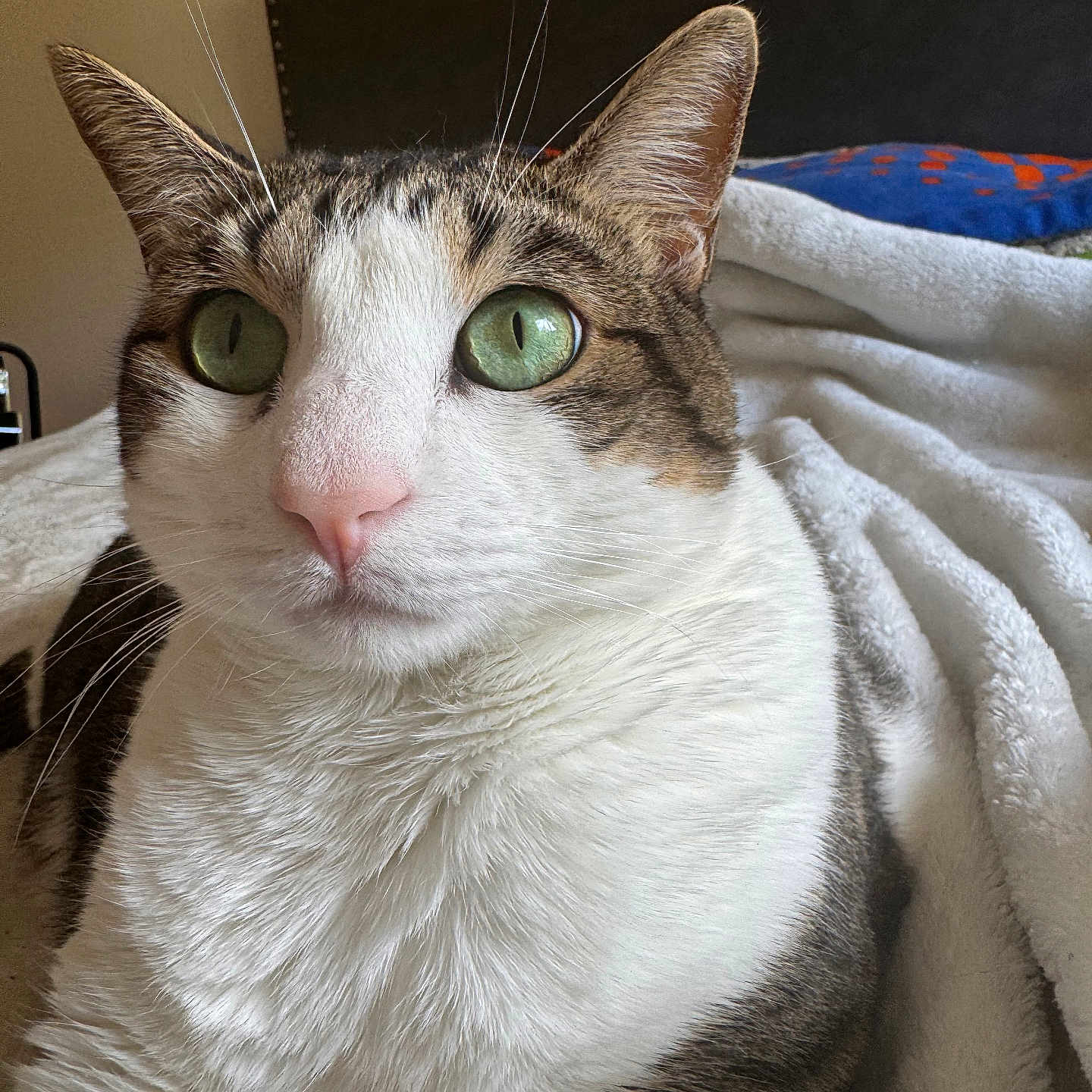 Cookie joined the competition — help win amazing prizes! bed, blanket, cat, close_up, cozy, curious, domestic_animal, feline, fur_detail, green_eyes, headboard, indoor, pet, pillow, pink_nose, resting, soft_texture, striped_fur, whiskers, white_fur