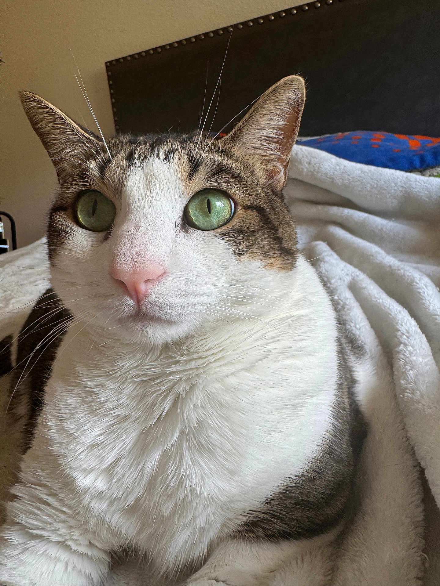 Cookie joined the competition — help win amazing prizes! cat, close_up, green_eyes, pink_nose, white_fur, striped_fur, whiskers, bed, blanket, indoor, pet, feline, cozy, resting, soft_texture, domestic_animal, headboard, pillow, fur_detail, curious