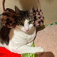 Cookie joined the competition — help win amazing prizes! cat, earmuffs, animal, pet, feline, indoor, resting, blanket, cushion, cozy, leopard_print, white_fur, striped_fur, green_eyes, cute, portrait, closeup, relaxed, soft_texture, home