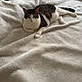 Cookie joined the competition — help win amazing prizes! cat, tabby_cat, white_cat, pet, animal, laying_down, blanket, bed, indoor, feline, fur, whiskers, ears, tail, green_eyes, cozy, comfortable, resting, soft_texture, looking_at_camera
