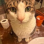 Cookie joined the competition — help win amazing prizes! cat, close_up, green_eyes, curious, bathroom, countertop, toilet_paper, orange_cup, indoor, pet, feline, whiskers, fur, ears, nose, eyes, domestic_animal, looking, animal, portrait