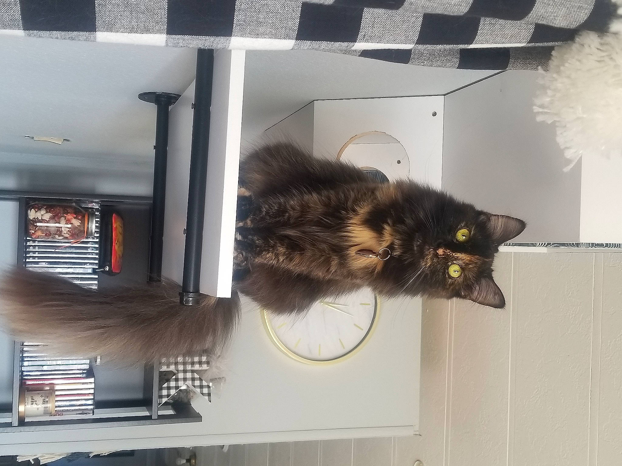 Elvira is registered to the contest to win money with this photo: building, carnivore, cat, domestic_short_haired_cat, felidae, fur, grey, metal, rectangle, room, shelf, small_to_medium_sized_cats, tail, tints_and_shades, whiskers