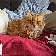 Lex is registered to the contest to win money with this photo: cat, orange_cat, fluffy, bed, blanket, red_blanket, white_blanket, blue_patterned_blanket, feline, pet, indoor, cozy, resting, fur, whiskers, animal, domestic_animal, cute, relaxed, sleepy