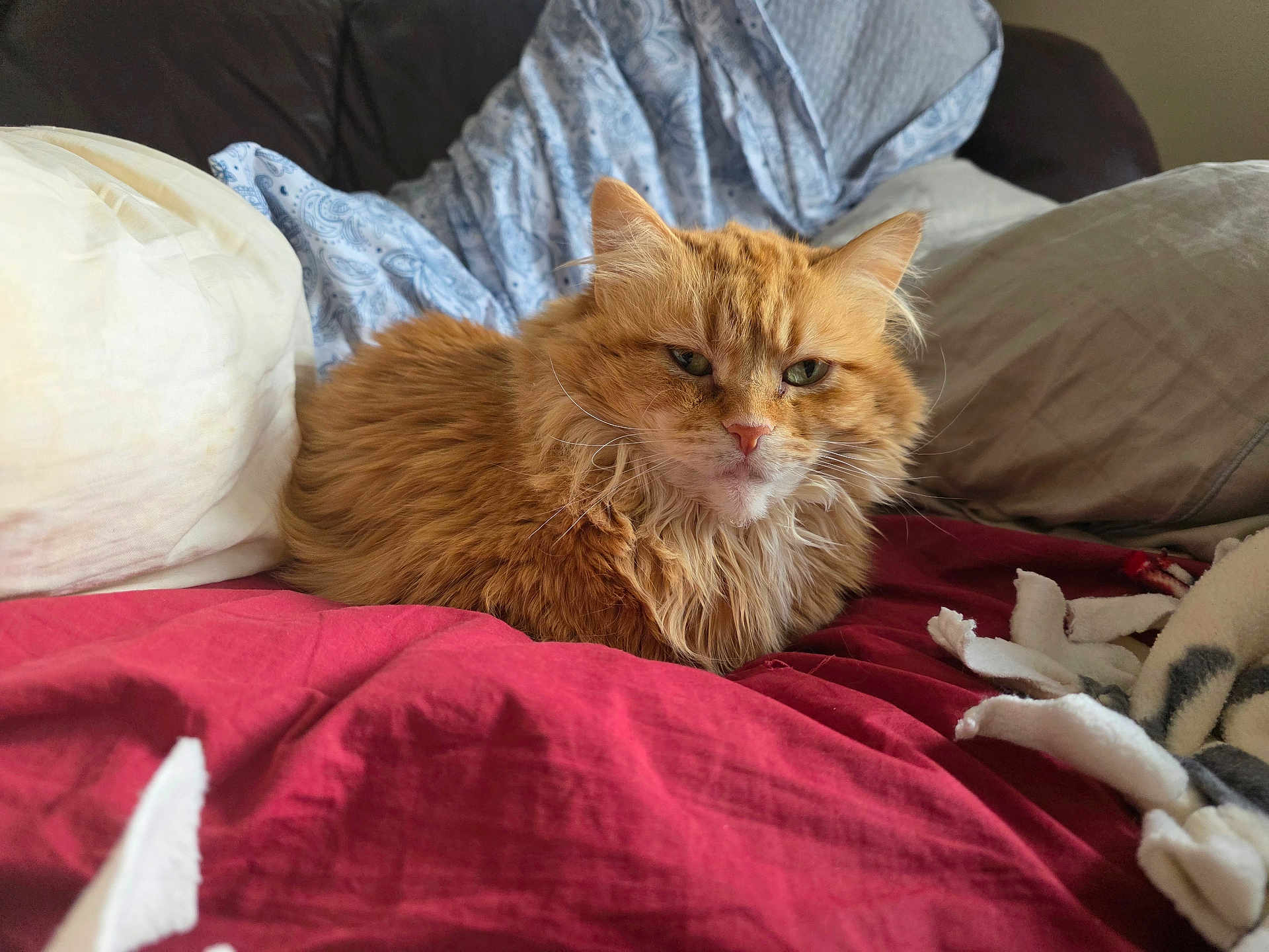 Lex is registered to the contest to win money with this photo: cat, orange_cat, fluffy, bed, blanket, red_blanket, white_blanket, blue_patterned_blanket, feline, pet, indoor, cozy, resting, fur, whiskers, animal, domestic_animal, cute, relaxed, sleepy