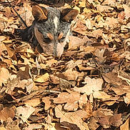 Scooter is registered to the contest to win money with this photo: animal, autumn, brown, closeup, curious, daylight, dog, ears, fall, fur, ground, leaf_pile, leaves, nature, outdoor, outdoors, pet, sniffing, snout, sunlight