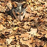 animal, autumn, brown, closeup, curious, daylight, dog, ears, fall, fur, ground, leaf_pile, leaves, nature, outdoor, outdoors, pet, sniffing, snout, sunlight