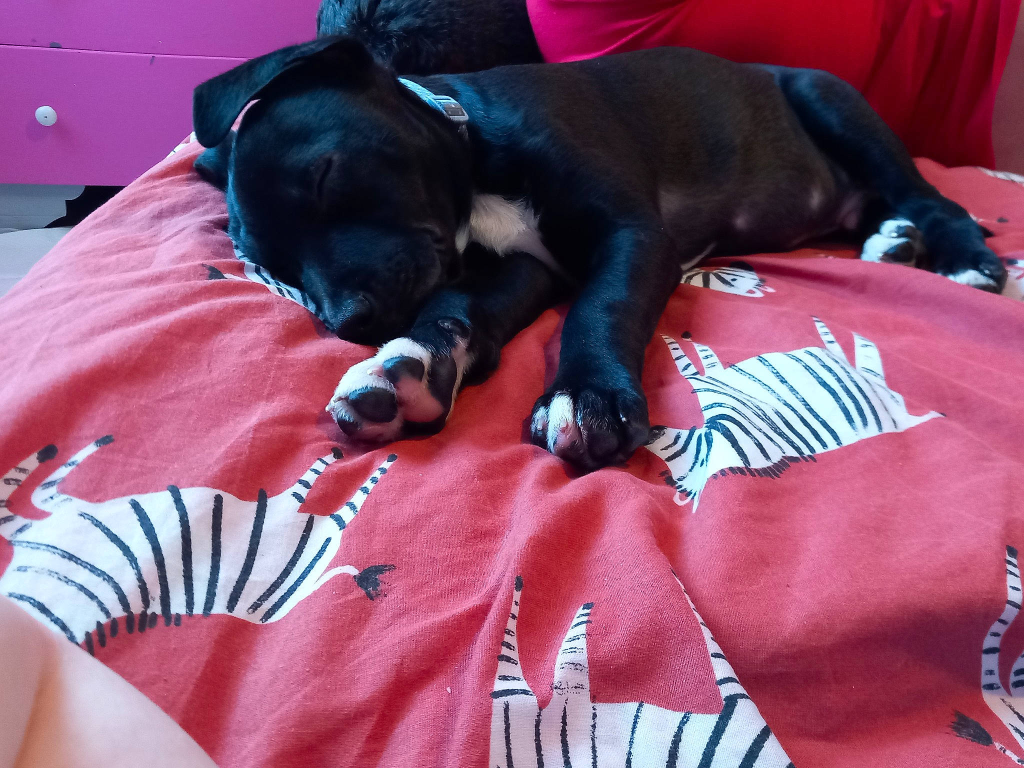 Reggie joined the competition — help win amazing prizes! bedding, blue, carmine, carnivore, comfort, companion_dog, couch, dog, dog_breed, dog_supply, fawn, fur, linens, liver, pattern, pink, red, snout, tail, working_animal