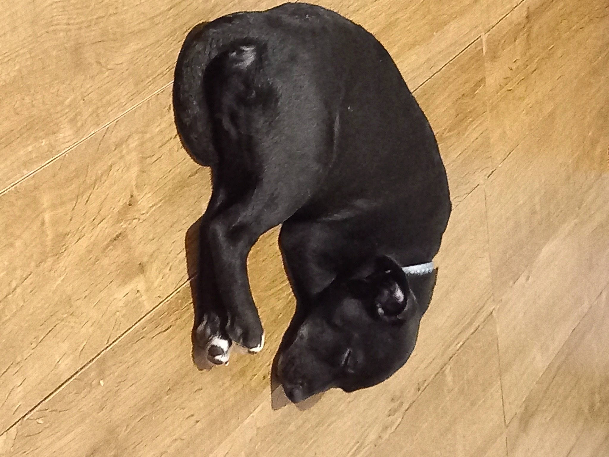 Reggie joined the competition — help win amazing prizes! canidae, carnivore, claw, companion_dog, dog, dog_breed, fawn, flooring, fur, hardwood, laminate_flooring, liver, snout, sporting_group, tail, terrestrial_animal, wood, wood_flooring, wood_stain, working_animal