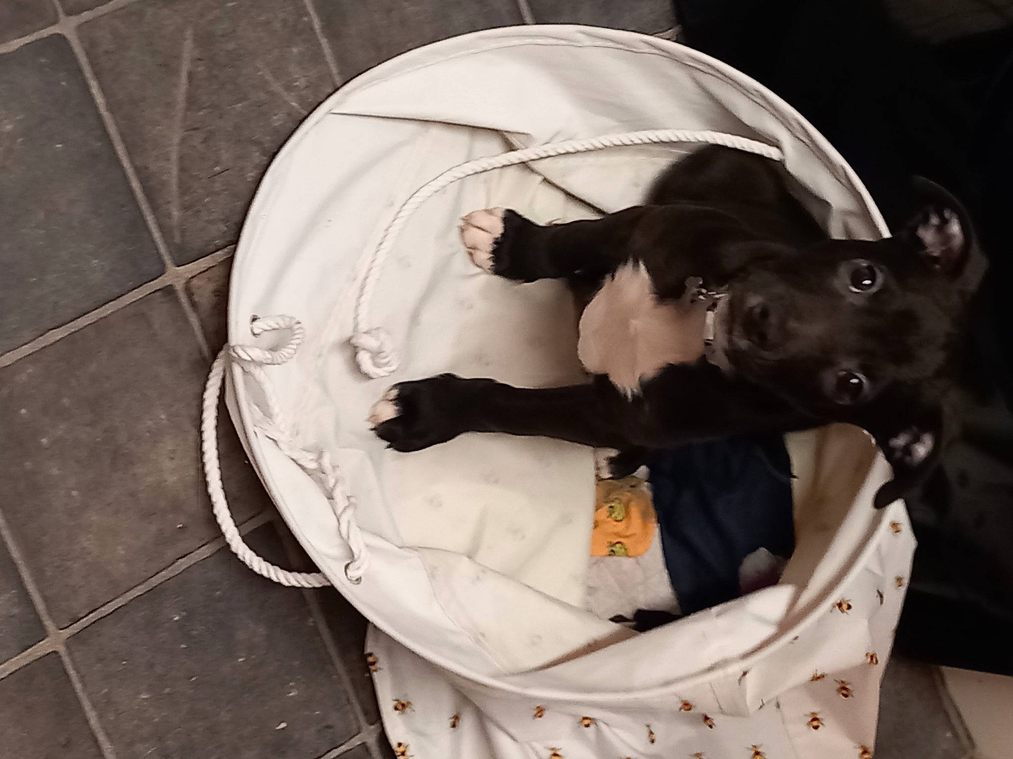 Reggie is registered to the contest to win money with this photo: baby_products, bag, baggage, canidae, carnivore, circle, collar, comfort, companion_dog, dog, dog_breed, dog_supply, fashion_accessory, guard_dog, luggage_and_bags, personal_protective_equipment, pet_supply, snout, sporting_group, working_animal