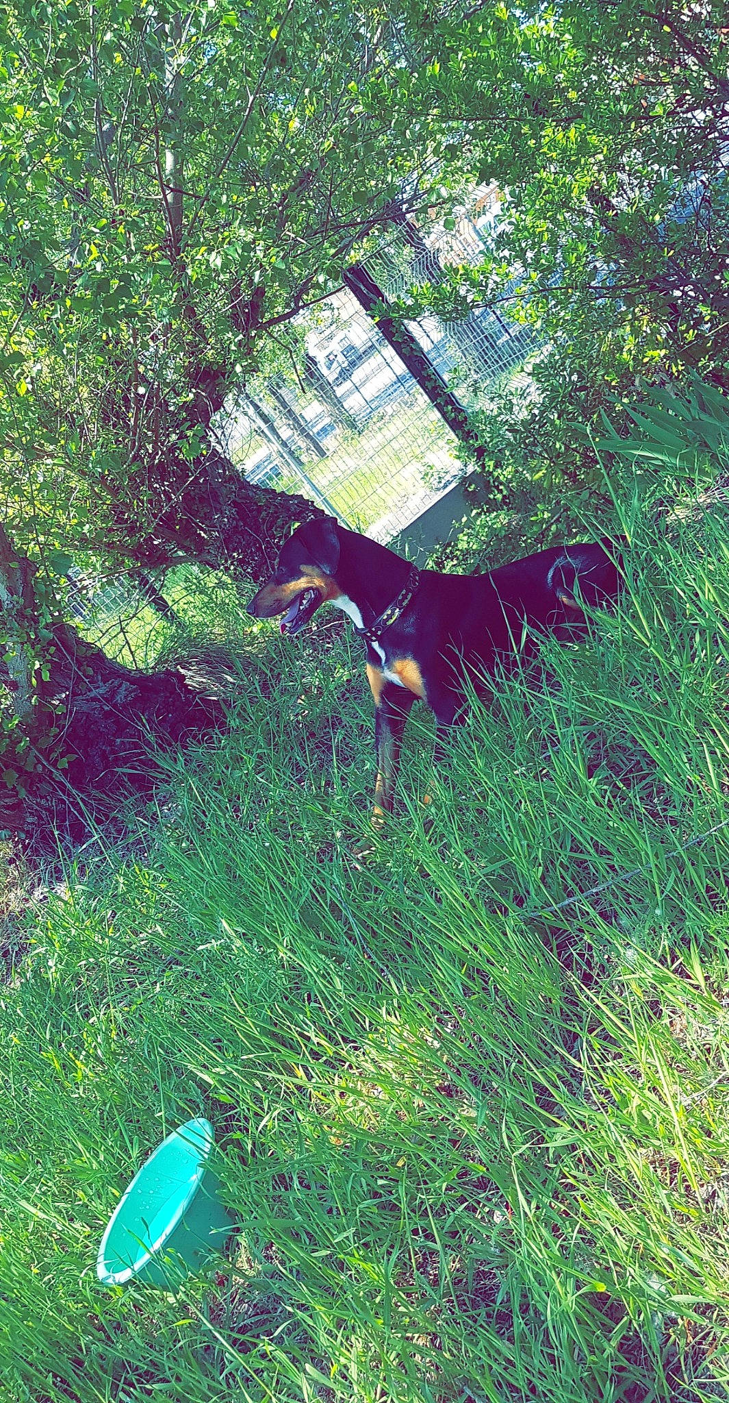 Calvin participe au concours pour gagner de l'argent avec cette photo : canidae, grass, grass_family, jungle, plant, plant_community, tail, tree