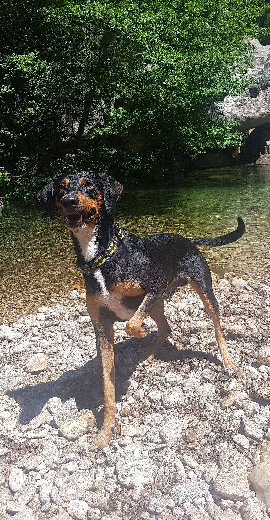 Calvin participe au concours pour gagner de l'argent avec cette photo : austrian_black_and_tan_hound, canidae, carnivore, dog, dog_breed, fawn, hellenikos_ichnilatis, hound, huntaway, hunting_dog, mammal, montenegrin_mountain_hound, rare_breed_dog, serbian_hound, transylvanian_hound, tyrolean_hound, vertebrate, working_dog