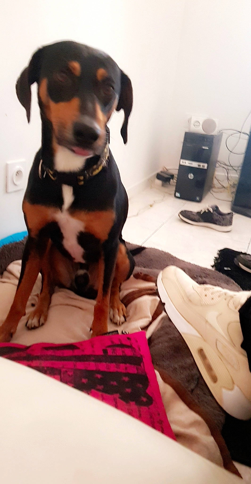 Calvin a rejoint le concours — aidez-le/la à gagner de superbes lots ! appenzeller_sennenhund, canidae, carnivore, dog, dog_breed, entlebucher_mountain_dog, fawn, guard_dog, hunting_dog, mammal, puppy, transylvanian_hound, vertebrate, working_dog