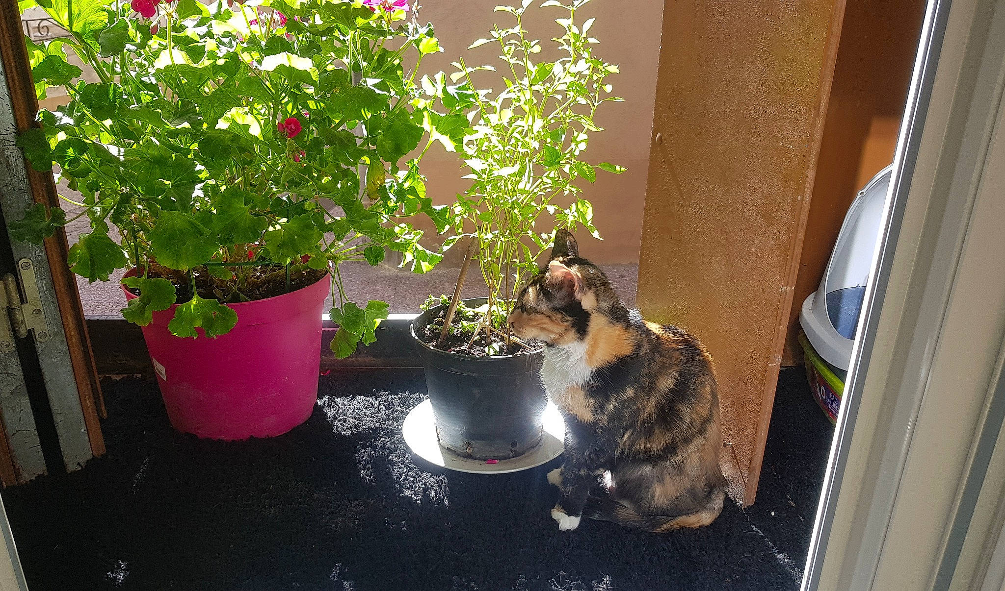 Couscous participe au concours pour gagner de l'argent avec cette photo : carnivore, cat, european_shorthair, felidae, flower, flowerpot, herb, herbaceous_plant, houseplant, plant, small_to_medium_sized_cats
