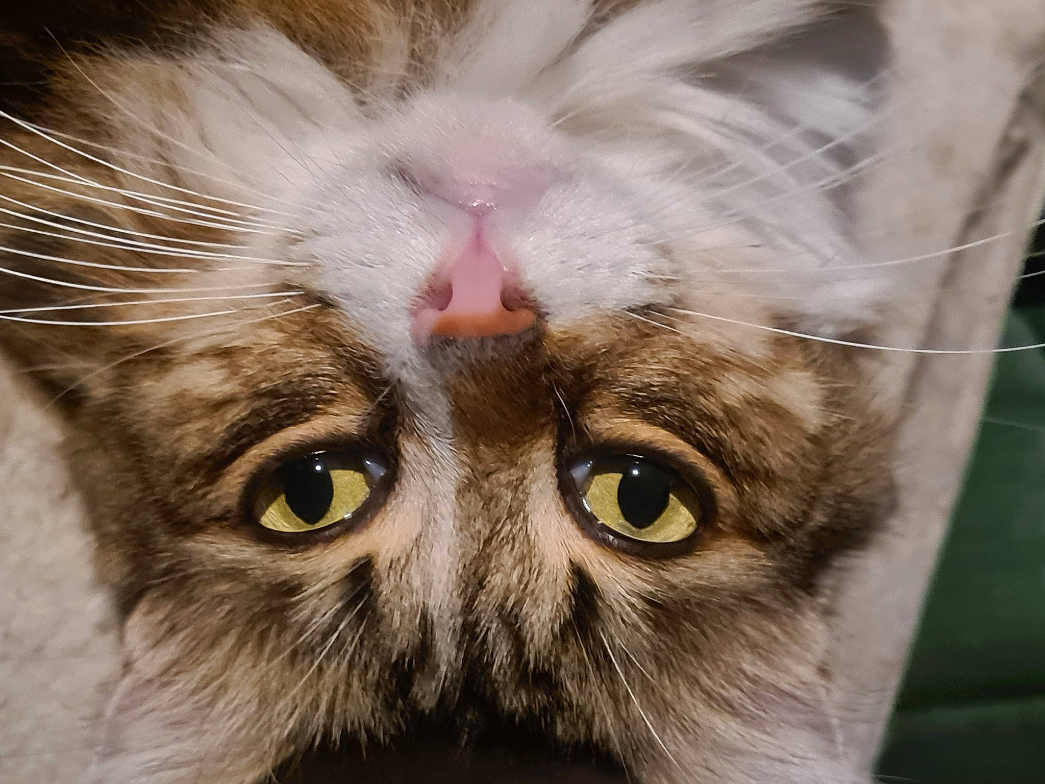 Opaline participe au concours pour gagner de l'argent avec cette photo : carnivore, cat, close_up, domestic_short_haired_cat, felidae, fur, paw, plant, small_to_medium_sized_cats, snout, terrestrial_animal, whiskers