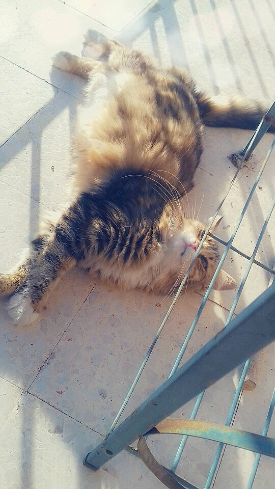 Opaline a rejoint le concours — aidez-le/la à gagner de superbes lots ! canidae, carnivore, cat, chair, claw, domestic_short_haired_cat, fawn, felidae, flooring, flowerpot, fur, metal, paw, road_surface, small_to_medium_sized_cats, snout, tail, terrestrial_animal, whiskers, wood