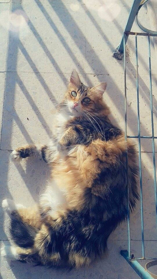 Opaline participe au concours pour gagner de l'argent avec cette photo : carnivore, cat, domestic_short_haired_cat, electric_blue, eye, fawn, felidae, fur, metal, plant, sitting, small_to_medium_sized_cats, snout, street_light, tail, tints_and_shades, whiskers, window, winter, wood