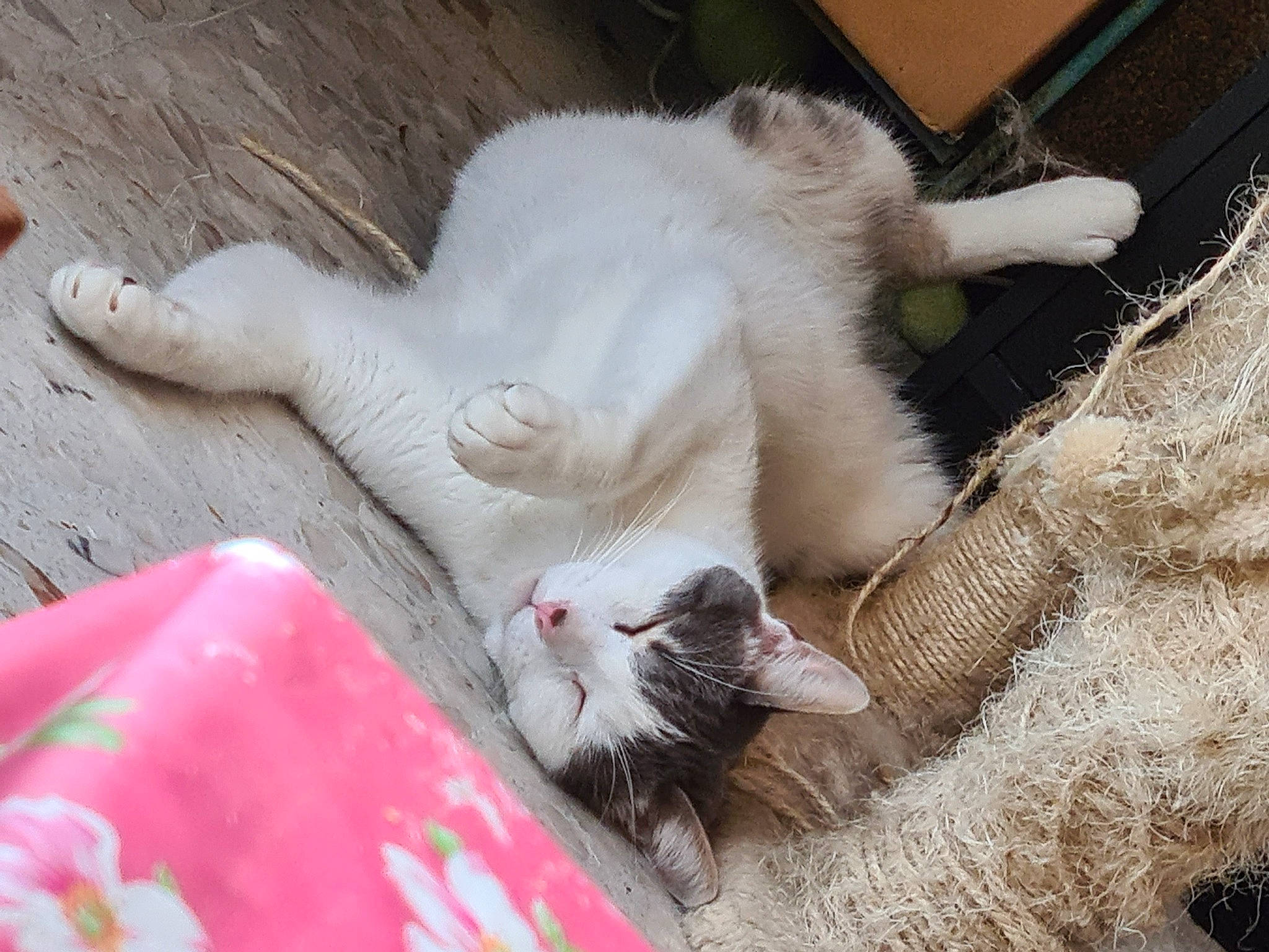 Pompom a rejoint le concours — aidez-le/la à gagner de superbes lots ! animal_shelter, carnivore, cat, claw, domestic_short_haired_cat, fang, felidae, fur, grass, paw, small_to_medium_sized_cats, snout, tail, whiskers