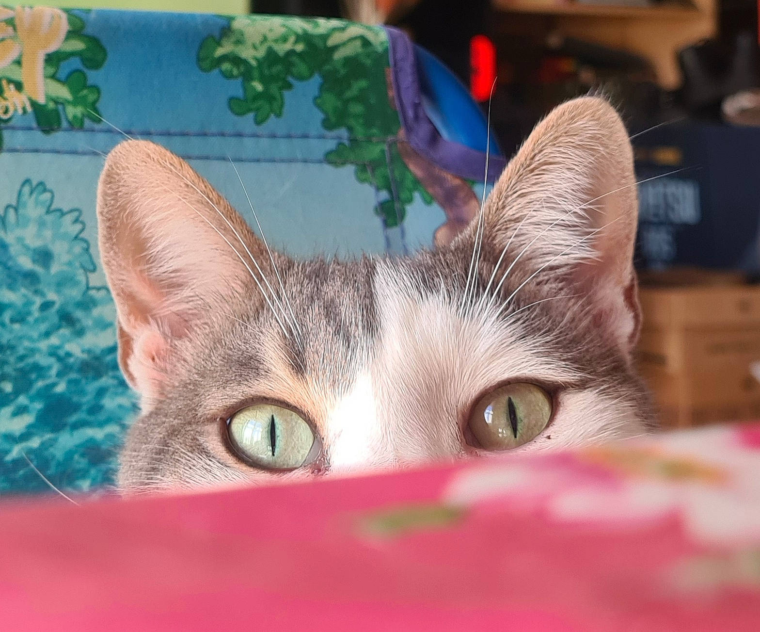 Pompom participe au concours pour gagner de l'argent avec cette photo : carnivore, cat, domestic_short_haired_cat, event, eyelash, felidae, fur, grass, small_to_medium_sized_cats, snout, whiskers