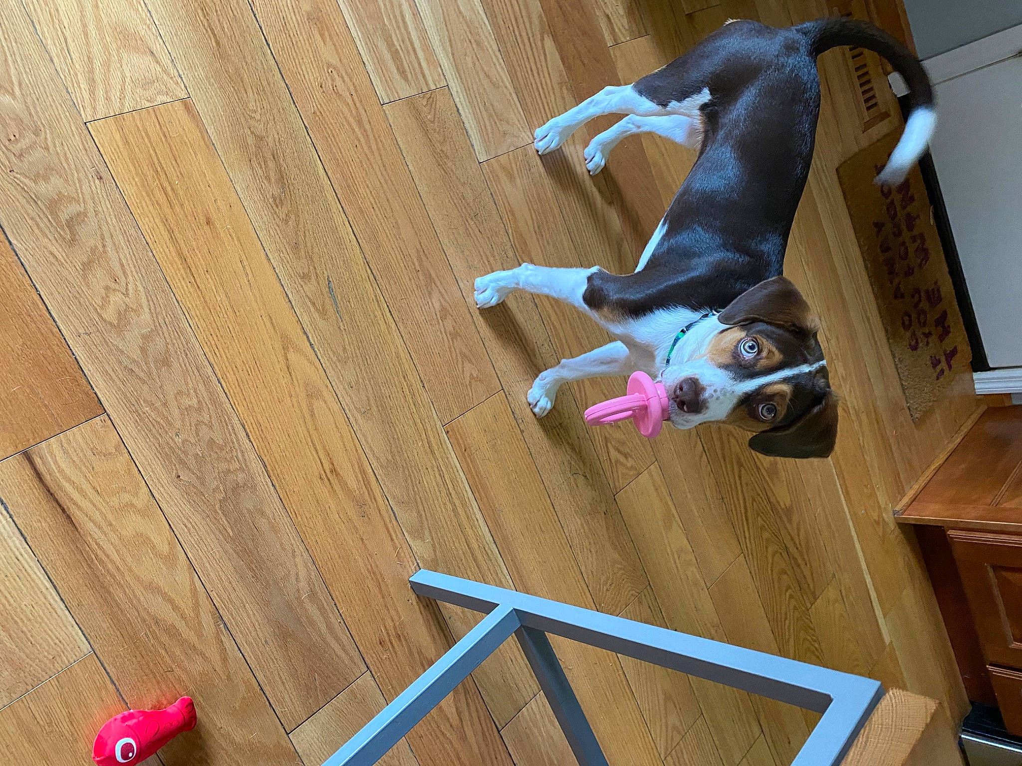 Paisley is registered to the contest to win money with this photo: carnivore, child, comfort, companion_dog, dog, dog_breed, fawn, floor, flooring, hardwood, laminate_flooring, magenta, plywood, red, sporting_group, toy, varnish, wood, wood_flooring, wood_stain