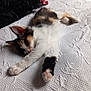 Mina participe au concours pour gagner de l'argent avec cette photo : animal, bedspread, calico, cat, cozy, cute, feline, fur, indoor, kitten, paw, pet, playful, relaxed, soft, stretching, texture, whiskers, white, young