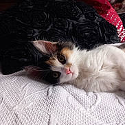 Mina participe au concours pour gagner de l'argent avec cette photo : animal, black_pillow, calico, cat, closeup, cute, feline, fluffy, indoor, kitten, pet, pink_nose, portrait, red_cushion, relaxed, resting, sleepy, soft, whiskers, white_blanket