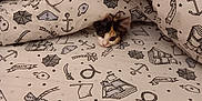 Mina participe au concours pour gagner de l'argent avec cette photo : animal, bed, bedding, blanket, calico, cat, cozy, cute, face, fur, indoor, kitten, nautical, pattern, peeking, pet, pirate, playful, soft, whiskers