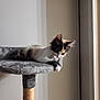 Mina a rejoint le concours — aidez-le/la à gagner de superbes lots ! animal, calico, cat, cat_tree, curious, cute, feline, fur, gray, home, indoor, kitten, paw, pet, platform, resting, scratching_post, soft, vertical, young