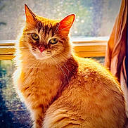 Ember is registered to the contest to win money with this photo: animal, cat, closeup, cute, domestic_cat, ears, eyes, feline, fluffy, fur, ginger_cat, indoors, mammal, pet, portrait, sitting, sunlight, warm_light, whiskers, window