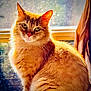 animal, cat, closeup, cute, domestic_cat, ears, eyes, feline, fluffy, fur, ginger_cat, indoors, mammal, pet, portrait, sitting, sunlight, warm_light, whiskers, window