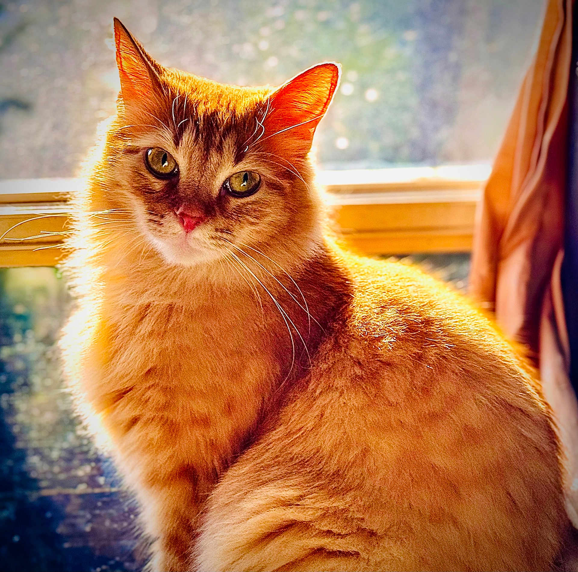 Ember