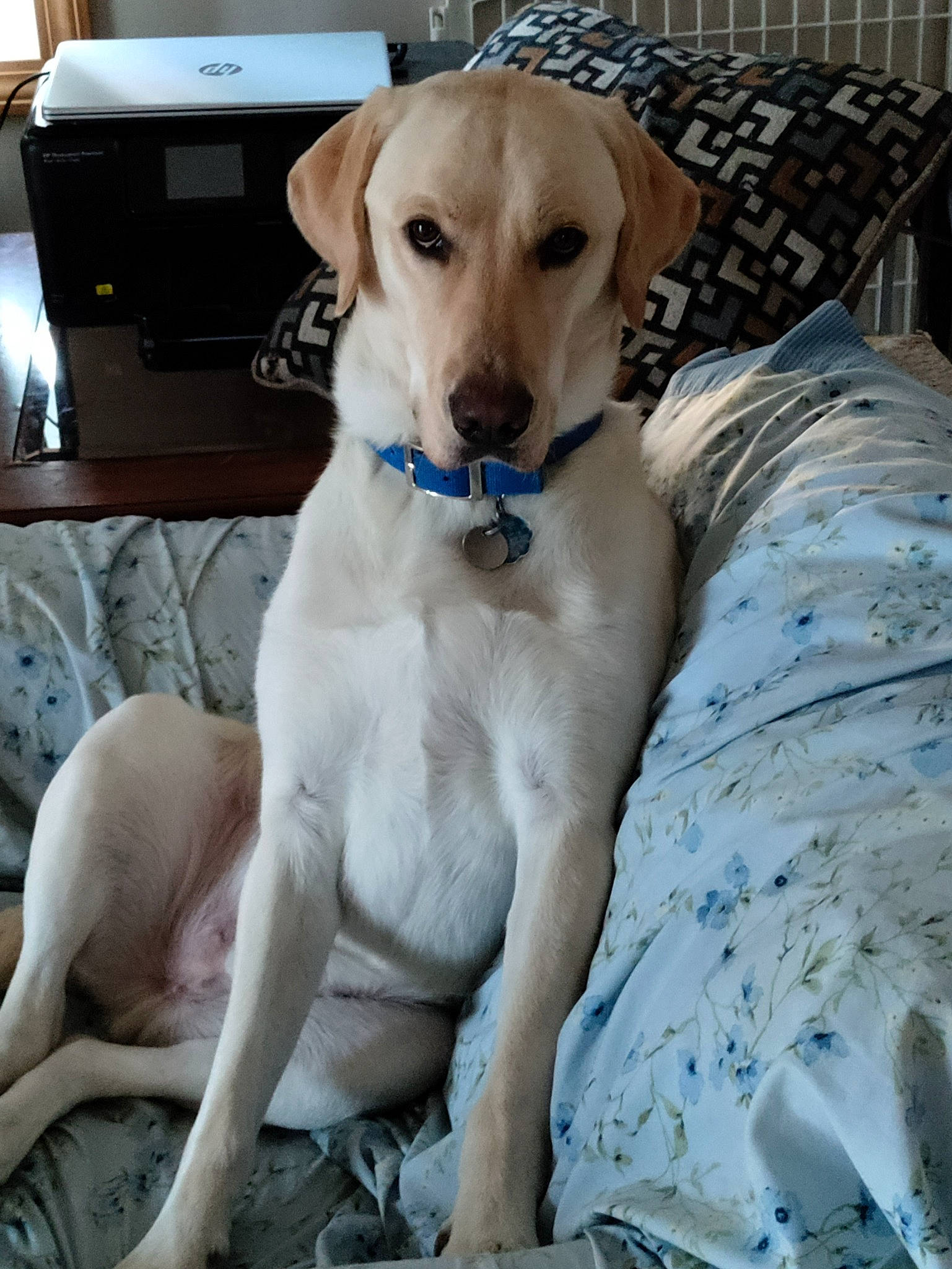 Marshall is registered to the contest to win money with this photo: carnivore, chair, collar, comfort, companion_dog, dog, dog_breed, dog_collar, dog_supply, fawn, gun_dog, home_appliance, linens, pattern, paw, pet_supply, tail, whiskers, wood, working_animal