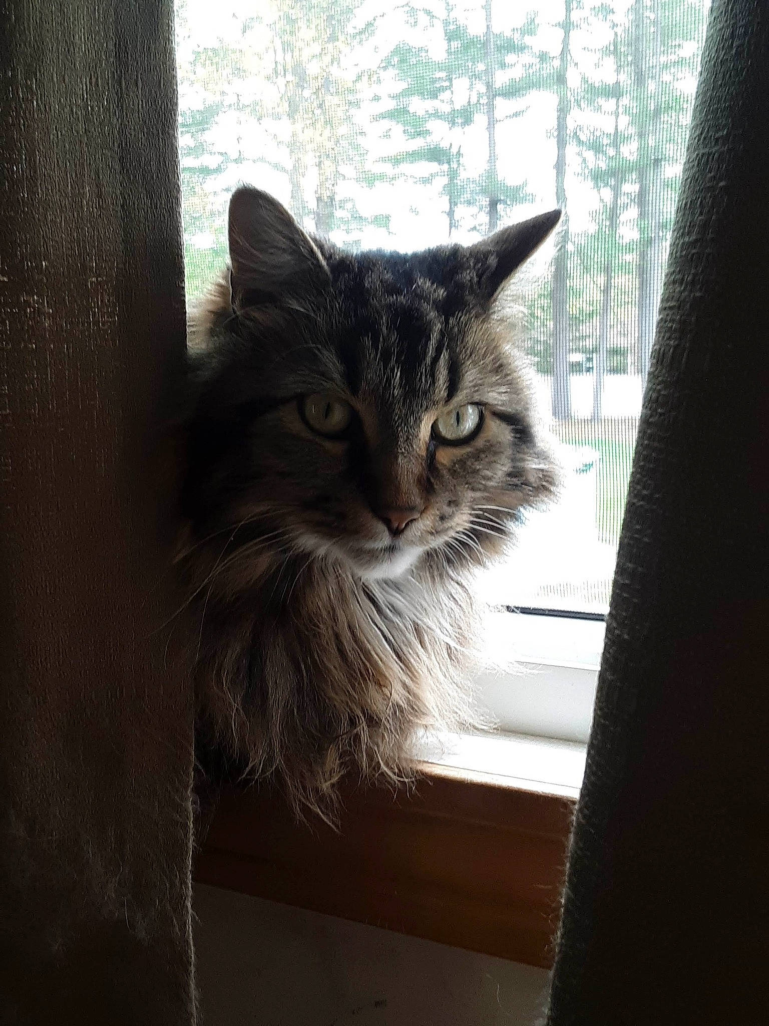 Jacob is registered to the contest to win money with this photo: carnivore, cat, domestic_short_haired_cat, door, felidae, flowerpot, fur, grey, maine_coon, mammal, plant, small_to_medium_sized_cats, snout, tail, tree, twig, whiskers, wildlife, window, wood
