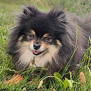 Potter a rejoint le concours — aidez-le/la à gagner de superbes lots ! dog, grass, outdoor, nature, pet, canine, smiling, fur, animal, field, greenery, closeup, happy, tongue, muzzle, ears, eyes, flora, sunlight, daytime