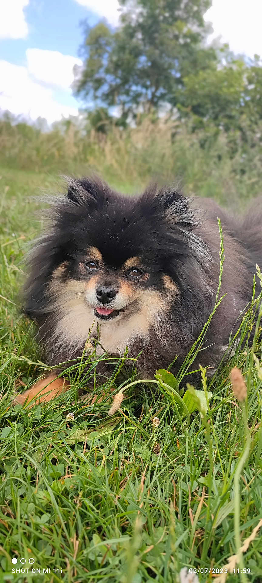 Potter a rejoint le concours — aidez-le/la à gagner de superbes lots ! dog, grass, outdoor, nature, pet, canine, smiling, fur, animal, field, greenery, closeup, happy, tongue, muzzle, ears, eyes, flora, sunlight, daytime