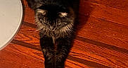Mikano joined the competition — help win amazing prizes! animal, black, brown, calm, cat, domestic_animal, ears, feline, fluffy, fur, indoor, looking_down, paws, pet, quiet, relaxed, stretching, tabby, whiskers, wooden_floor