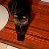 animal, black, brown, calm, cat, domestic_animal, ears, feline, fluffy, fur, indoor, looking_down, paws, pet, quiet, relaxed, stretching, tabby, whiskers, wooden_floor