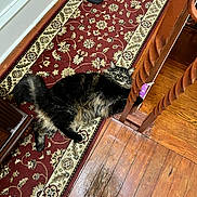 Mikano is registered to the contest to win money with this photo: animal, black_cat, cat, clawing, corner, flooring, fluffy_fur, furniture, home_interior, indoor, patterned_rug, pet, playing, rug, slippers, toy_mouse, wall, wide_eyes, wooden_banister, wooden_floor