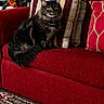 cat, fluffy_cat, red_couch, striped_pillows, decorative_pillows, flower_bouquet, indoor, living_room, carpet, patterned_carpet, furniture, pet, animal, cozy, home_decor, seated, portrait, domestic_cat, relaxed, fur