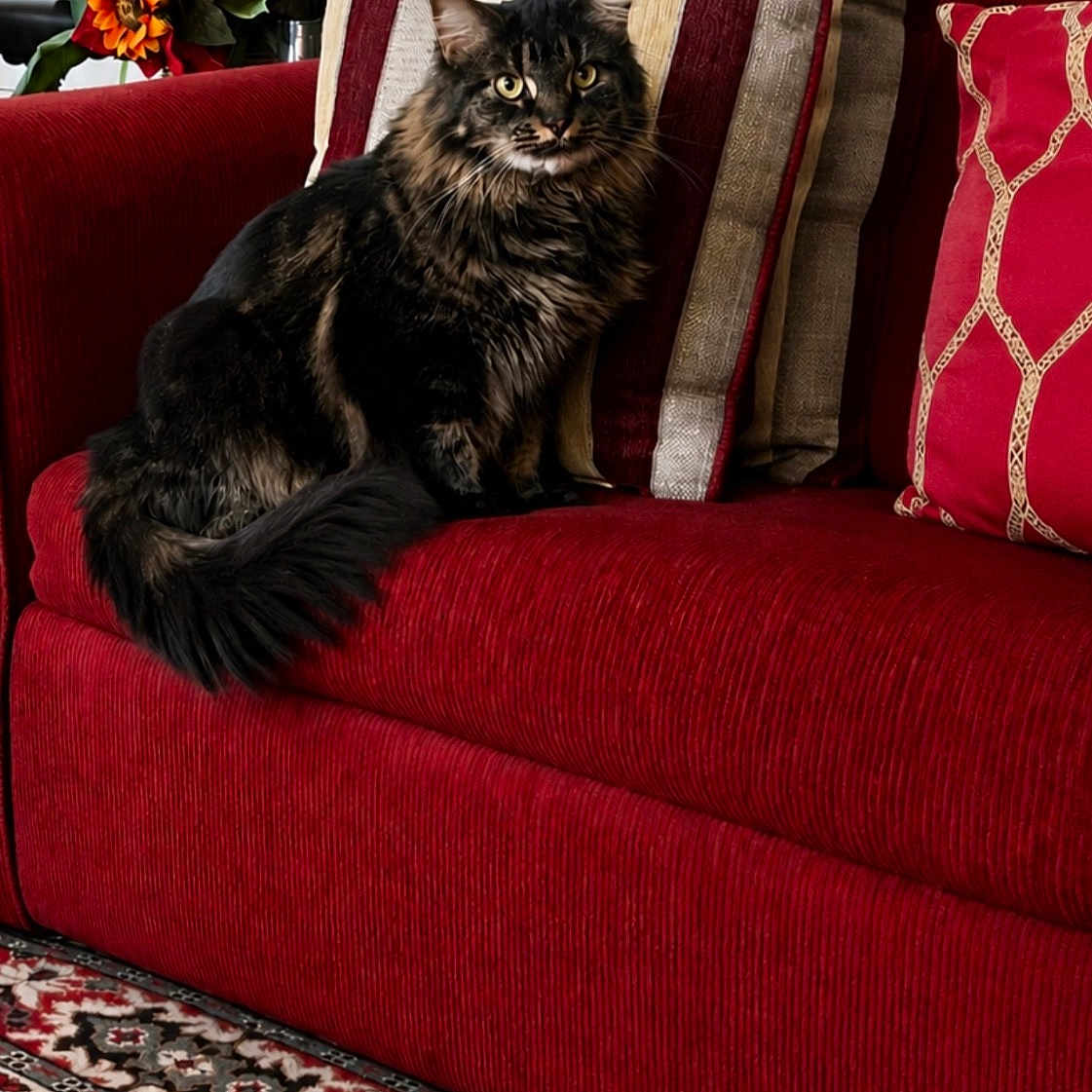Mikano is registered to the contest to win money with this photo: cat, fluffy_cat, red_couch, striped_pillows, decorative_pillows, flower_bouquet, indoor, living_room, carpet, patterned_carpet, furniture, pet, animal, cozy, home_decor, seated, portrait, domestic_cat, relaxed, fur