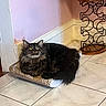 Mikano joined the competition — help win amazing prizes! animal, basket, cat, corner, curious, cute, decor, domestic, feline, floor, fluffy, home, indoor, long_hair, pet, pink_wall, resting, scratcher_bed, tabby, tile_floor