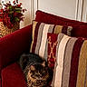Mikano is registered to the contest to win money with this photo: basket, cat, cozy, cushions, decor, domestic_cat, fluffy_cat, furniture, home, indoor, living_room, pet, plant, red_flowers, red_sofa, relaxing, sofa, striped, striped_cushions, warm_lighting