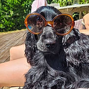 Suzanne participe au concours pour gagner de l'argent avec cette photo : animal, black_dog, canine, close_up, companion, dog, fashion, funny, greenery, leisure, outdoor, pet, portrait, relaxing, summer, sunglasses, sunlight, sunny, wicker_chair, wooden_deck