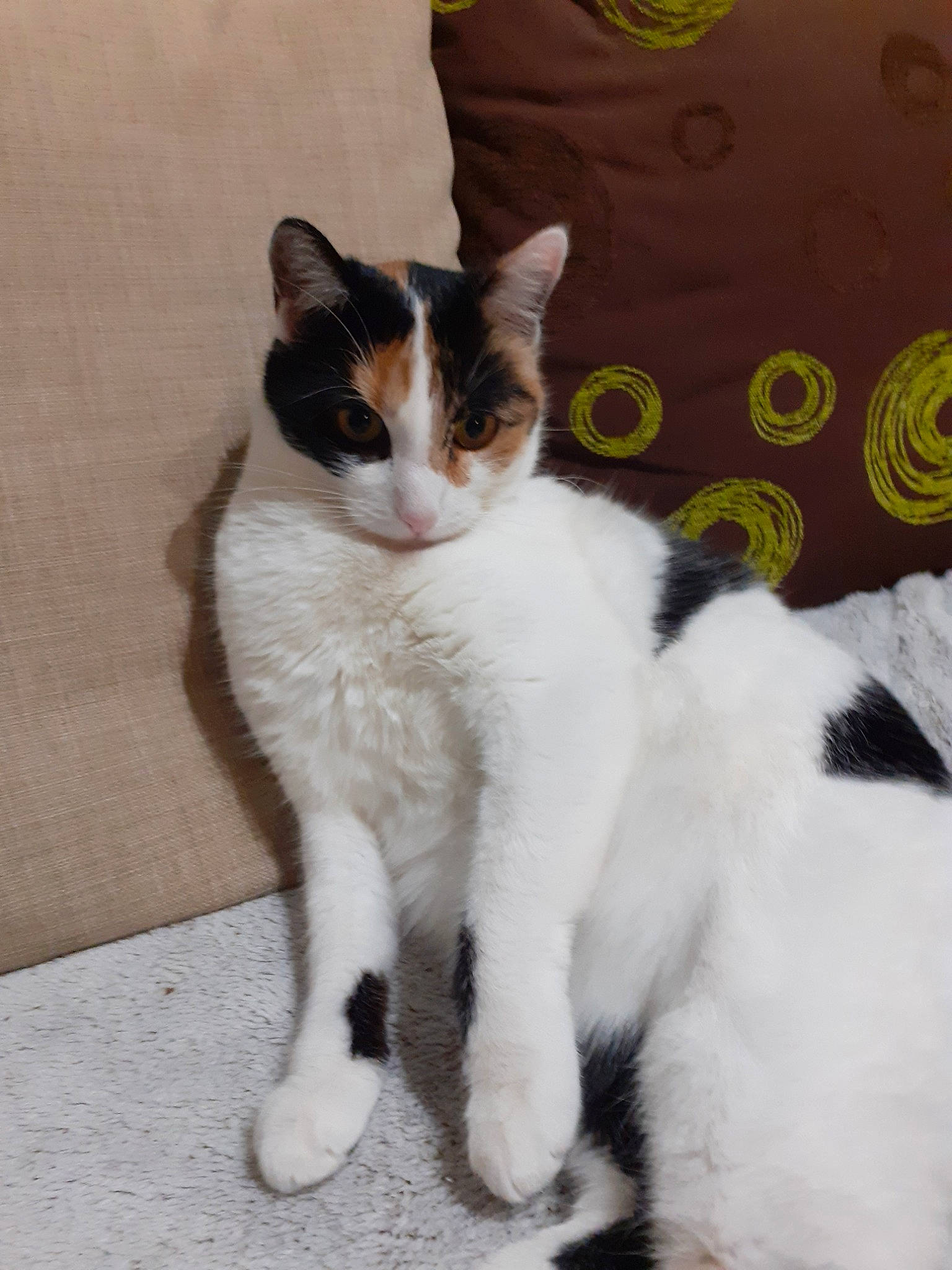 Litchie a rejoint le concours — aidez-le/la à gagner de superbes lots ! aegean_cat, american_wirehair, carnivore, cat, domestic_short_haired_cat, felidae, japanese_bobtail, kitten, mammal, polydactyl_cat, small_to_medium_sized_cats, tail, vertebrate, whiskers