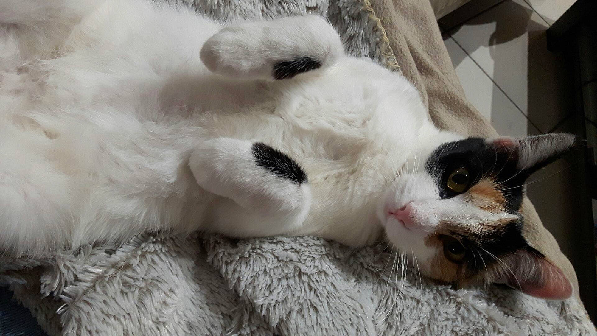 Litchie a rejoint le concours — aidez-le/la à gagner de superbes lots ! aegean_cat, carnivore, cat, claw, ear, felidae, fur, kitten, paw, polydactyl_cat, ragdoll, small_to_medium_sized_cats, snout, turkish_van, whiskers