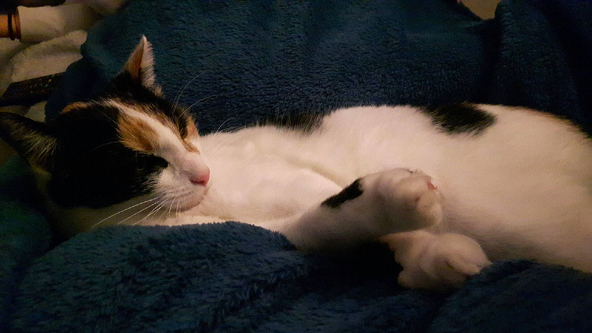 Litchie participe au concours pour gagner de l'argent avec cette photo : aegean_cat, american_wirehair, carnivore, cat, claw, domestic_short_haired_cat, felidae, fur, japanese_bobtail, kitten, leg, mammal, nap, nose, paw, polydactyl_cat, small_to_medium_sized_cats, snout, tail, whiskers