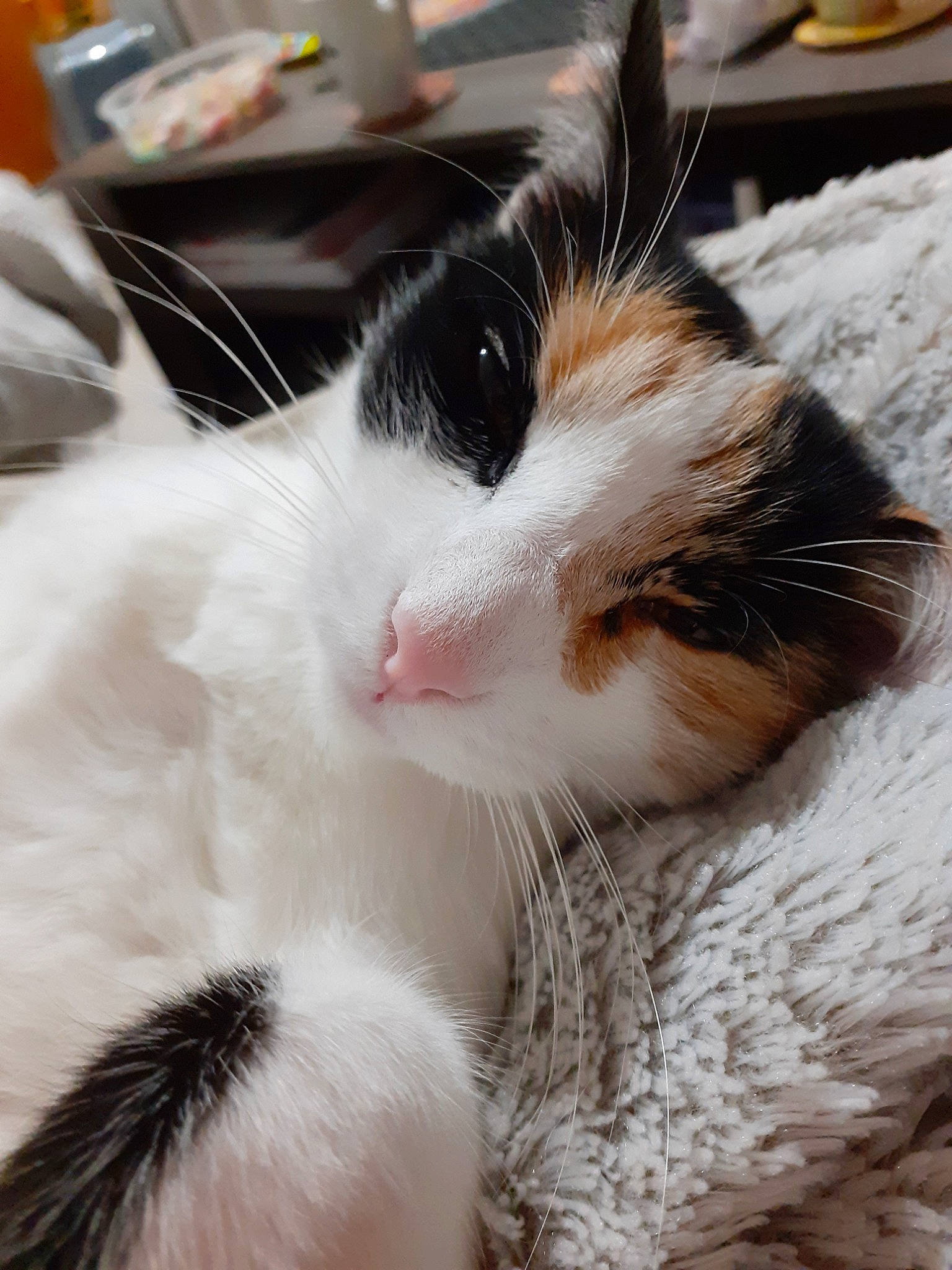 Litchie a rejoint le concours — aidez-le/la à gagner de superbes lots ! aegean_cat, carnivore, cat, ear, felidae, fur, kitten, nose, small_to_medium_sized_cats, snout, turkish_van, whiskers