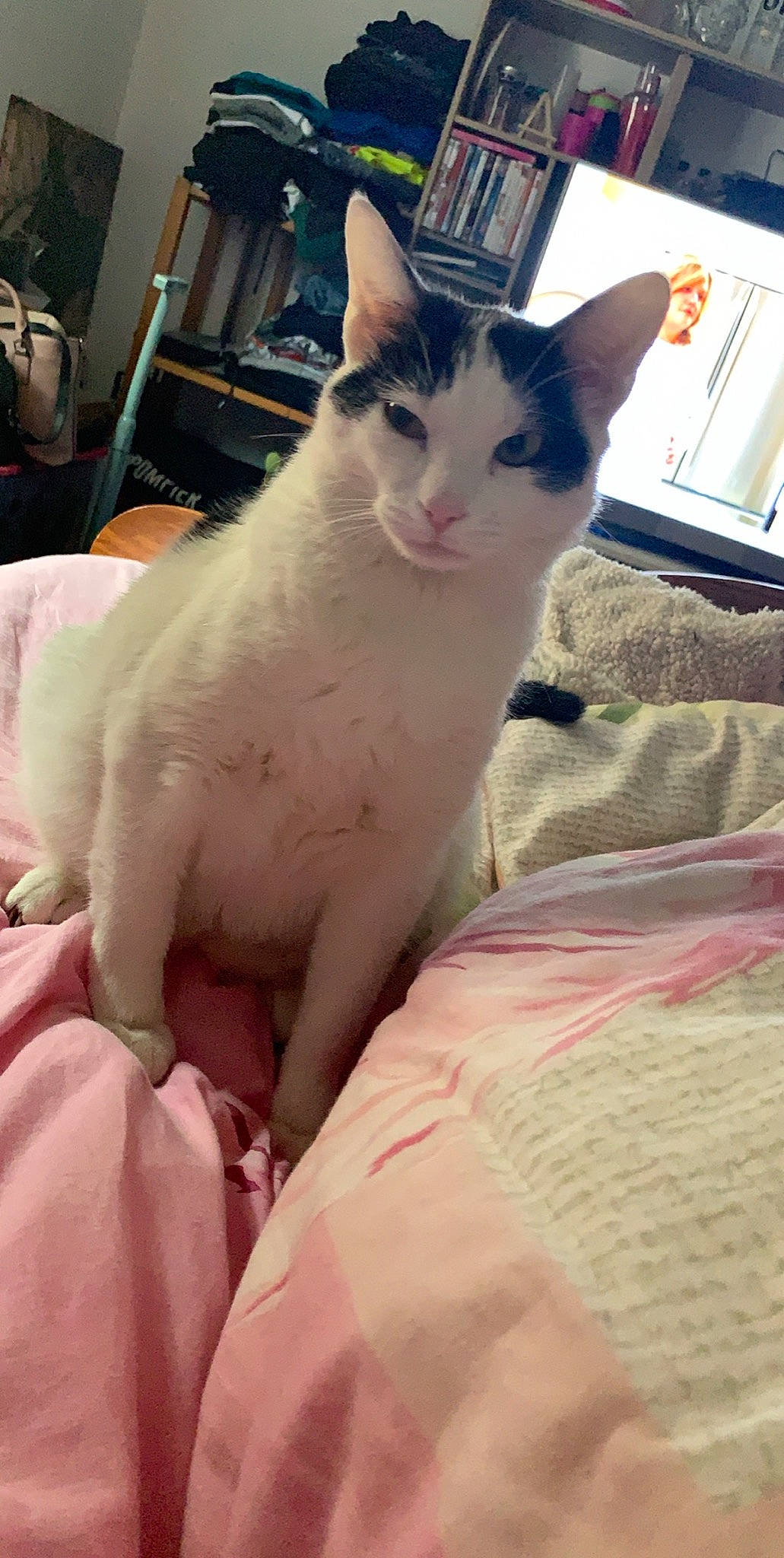 Panpan participe au concours pour gagner de l'argent avec cette photo : aegean_cat, asian, burmilla, carnivore, cat, colorpoint_shorthair, domestic_short_haired_cat, felidae, khao_manee, kitten, mammal, small_to_medium_sized_cats, turkish_angora, turkish_van, whiskers