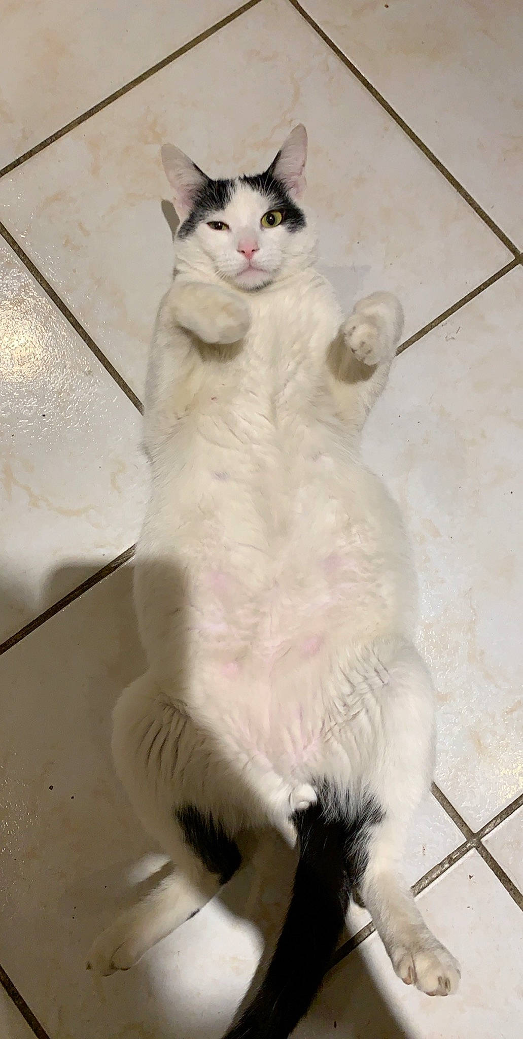 Panpan participe au concours pour gagner de l'argent avec cette photo : aegean_cat, american_curl, asian, burmilla, carnivore, cat, domestic_long_haired_cat, domestic_short_haired_cat, felidae, fur, javanese, mammal, ojos_azules, paw, small_to_medium_sized_cats, tail, turkish_angora, turkish_van, vertebrate, whiskers