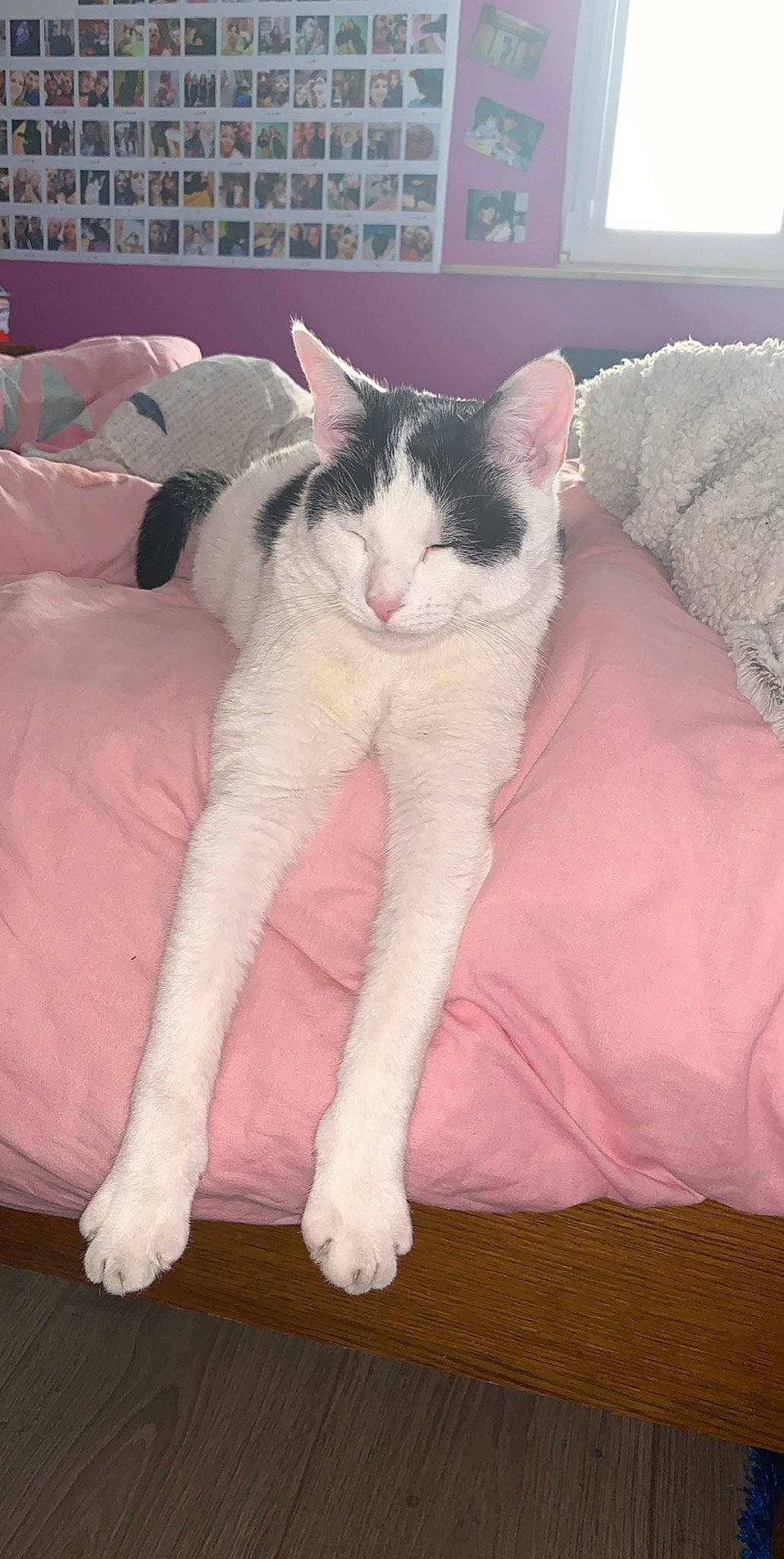 Panpan participe au concours pour gagner de l'argent avec cette photo : aegean_cat, carnivore, cat, domestic_short_haired_cat, felidae, fur, kitten, leg, mammal, paw, polydactyl_cat, small_to_medium_sized_cats, tail, whiskers